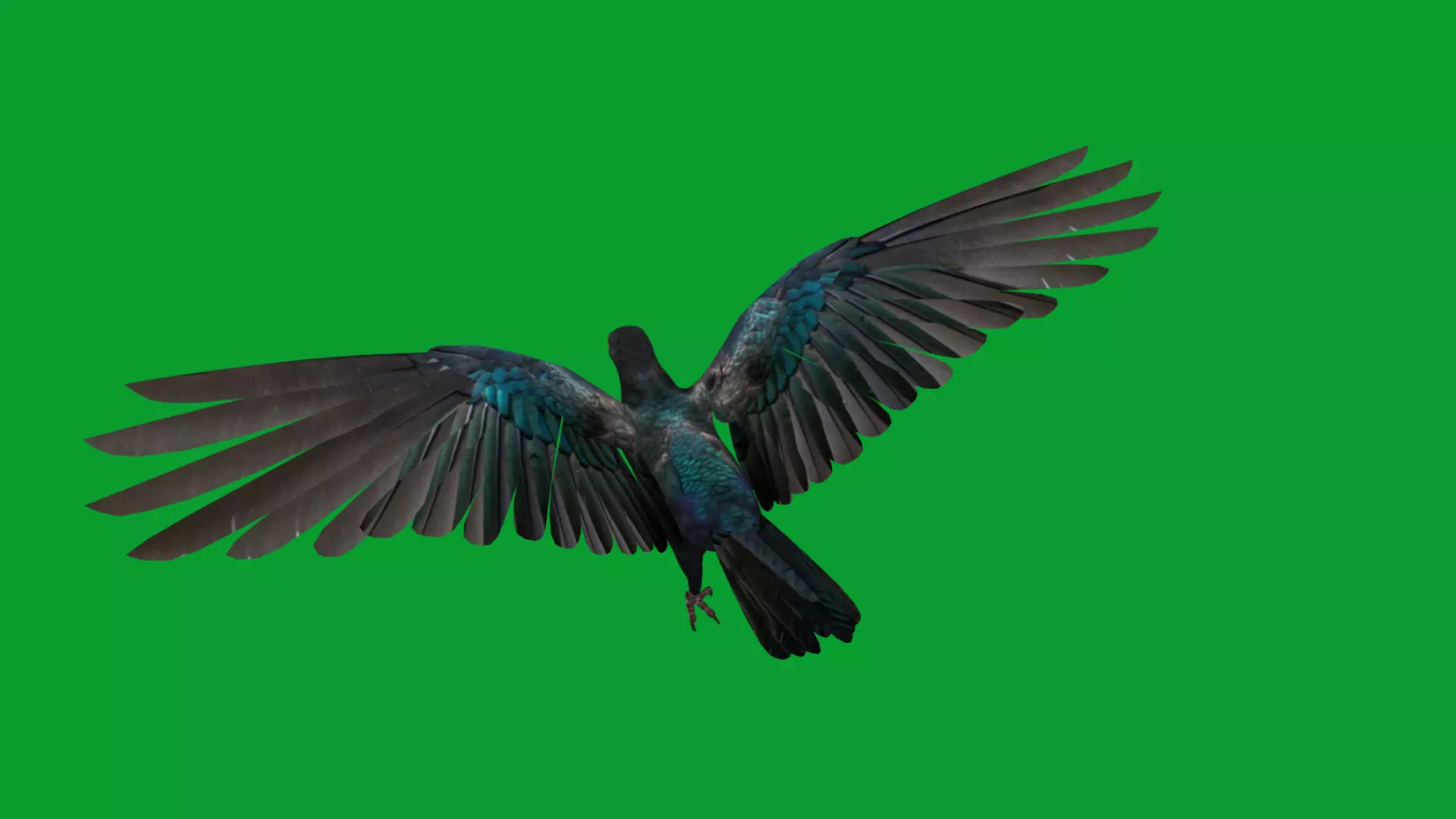 Asian Koel Cuckoo Bird Low-poly 3D model_21