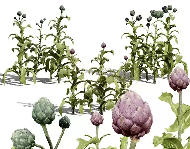 Realistic 3D Artichoke Plant Collection