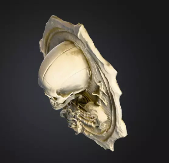 Skeletal Warrior Wall Plaque Low-poly 3D model_10