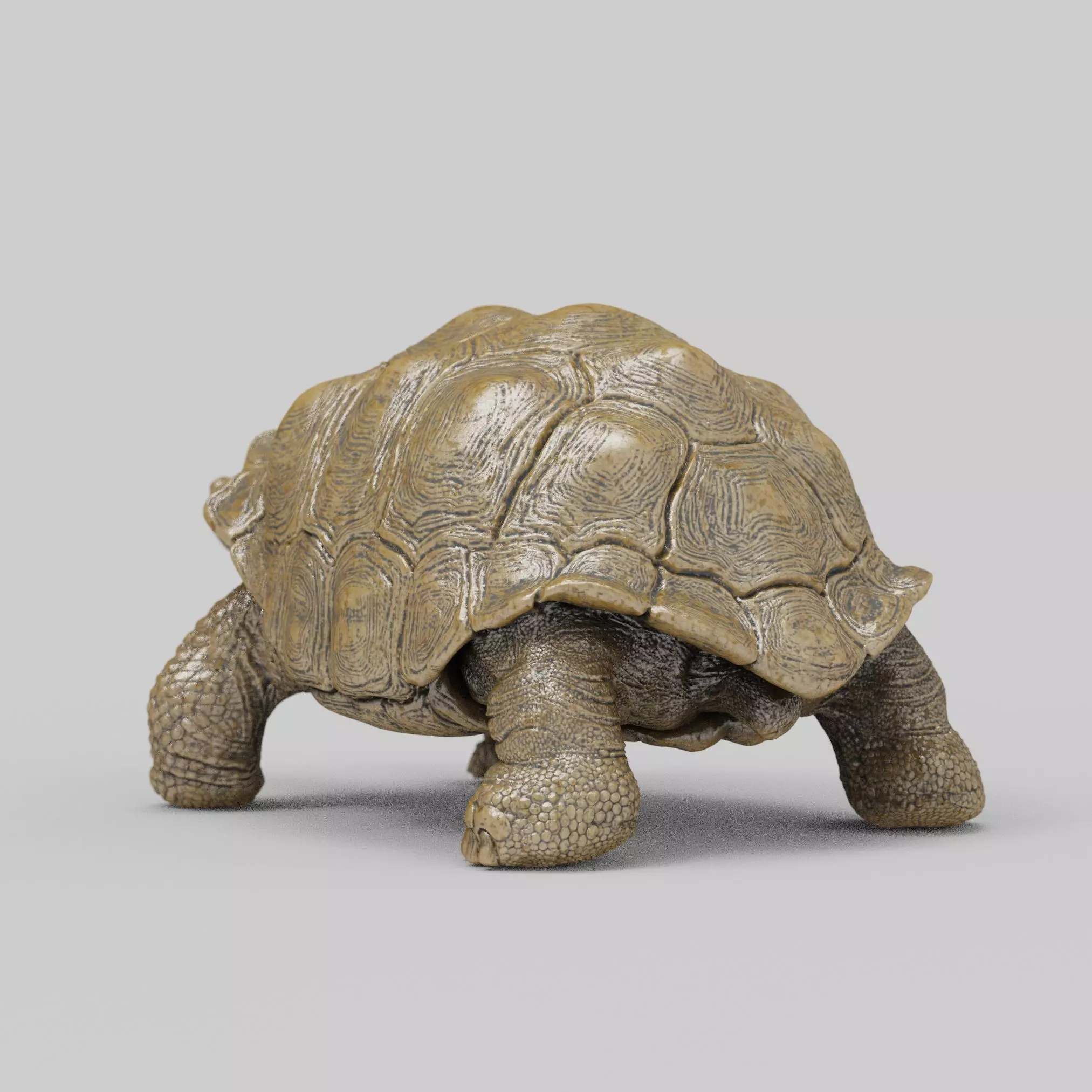 Giant Tortoise 3D print model_4