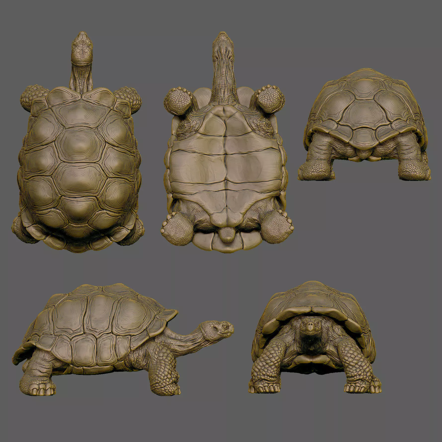 Giant Tortoise 3D print model_5