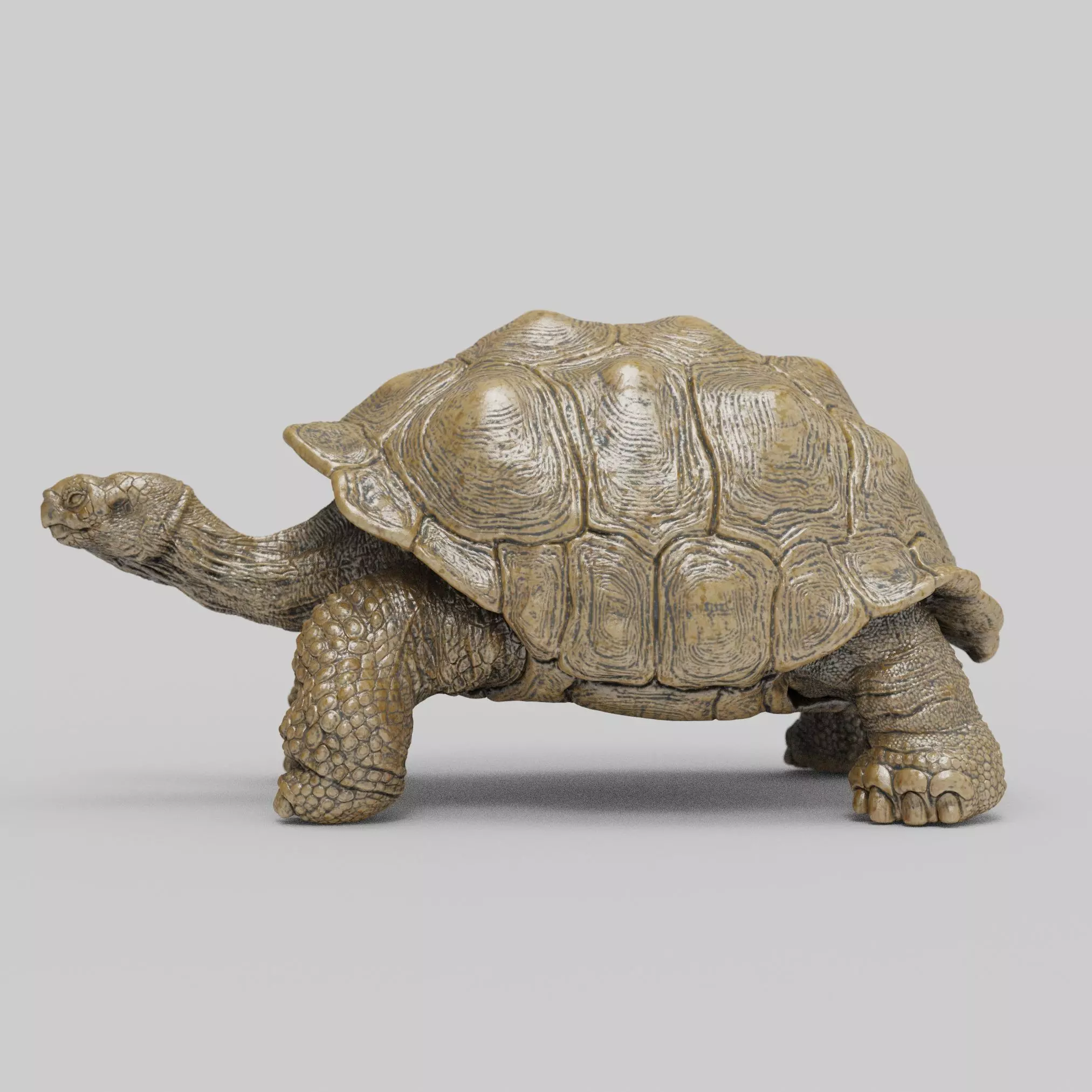 Giant Tortoise 3D print model_3