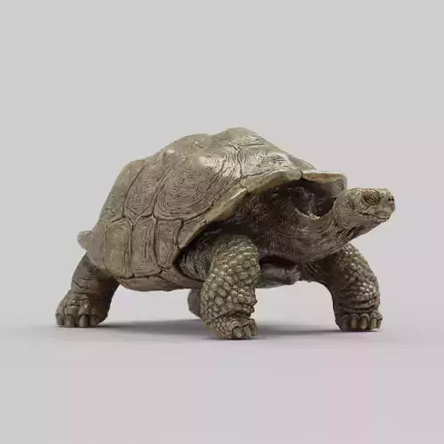 Giant Tortoise
