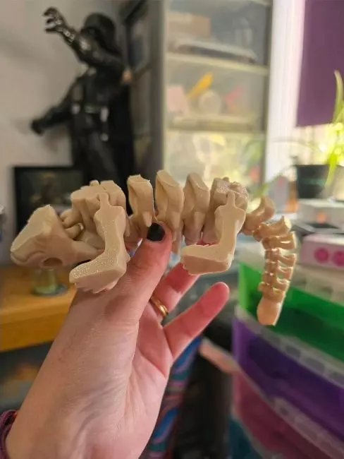 Flexi Dino skeleton  3D print model_3