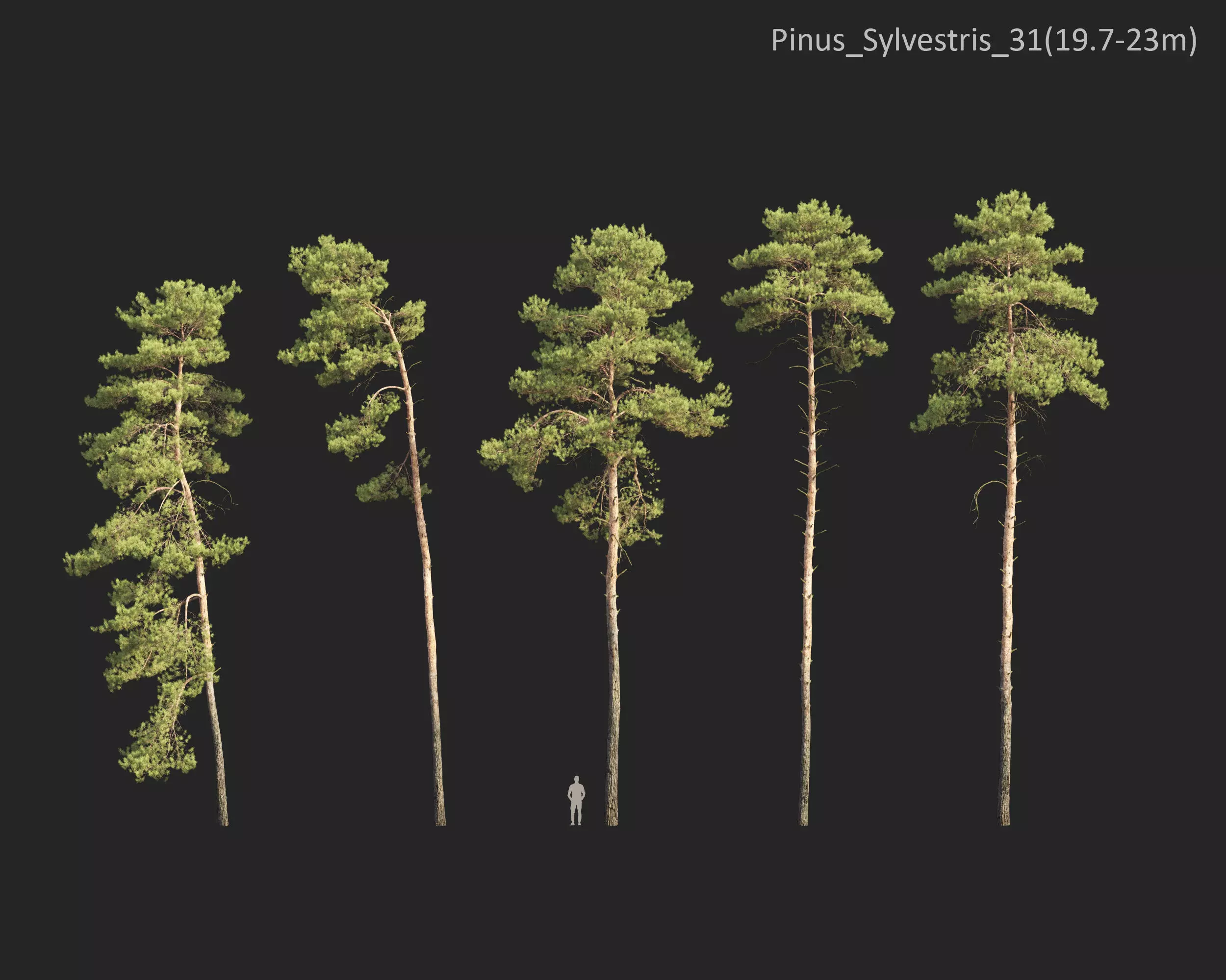 Plants Collection 1 3D model_30