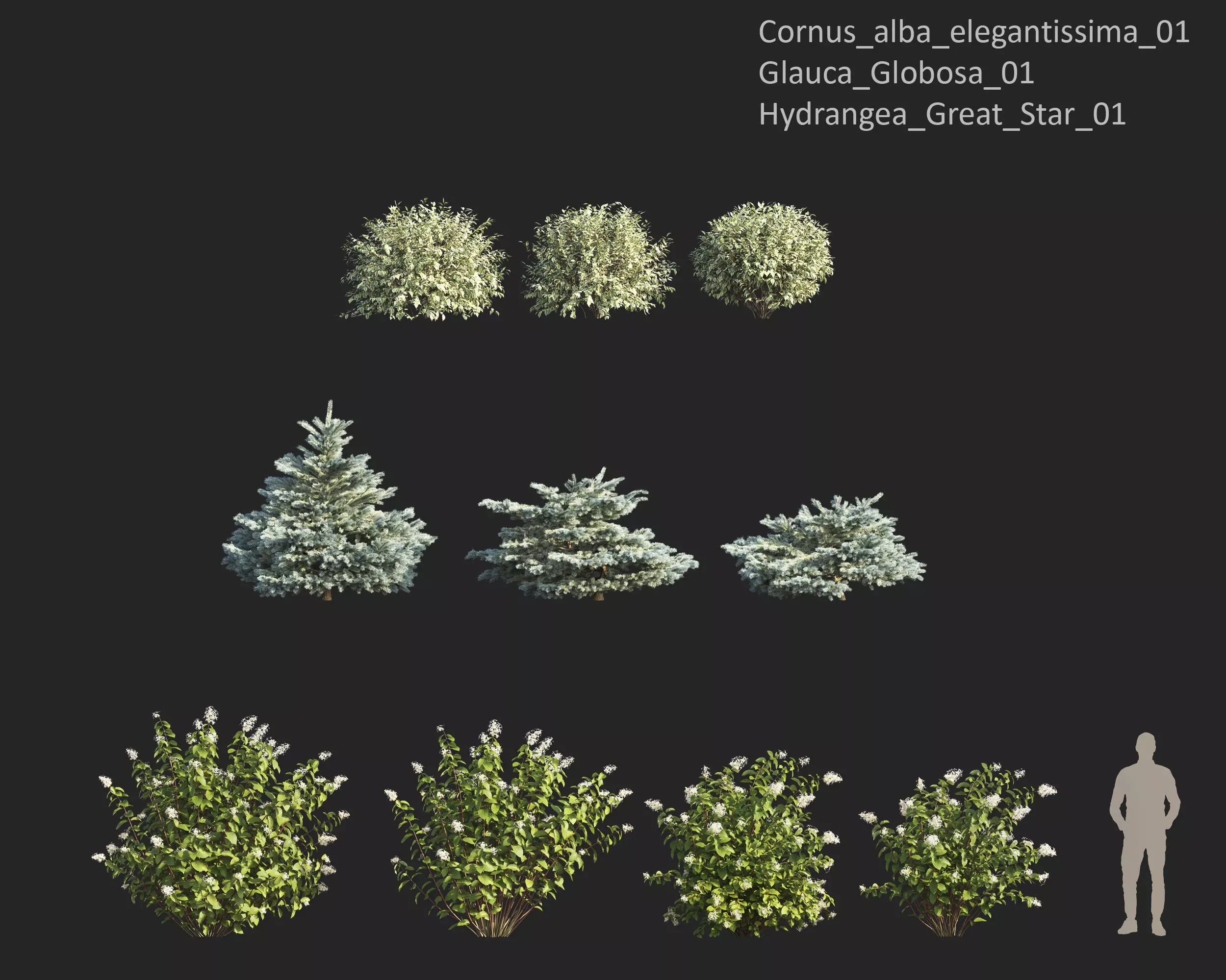 Plants Collection 1 3D model_12