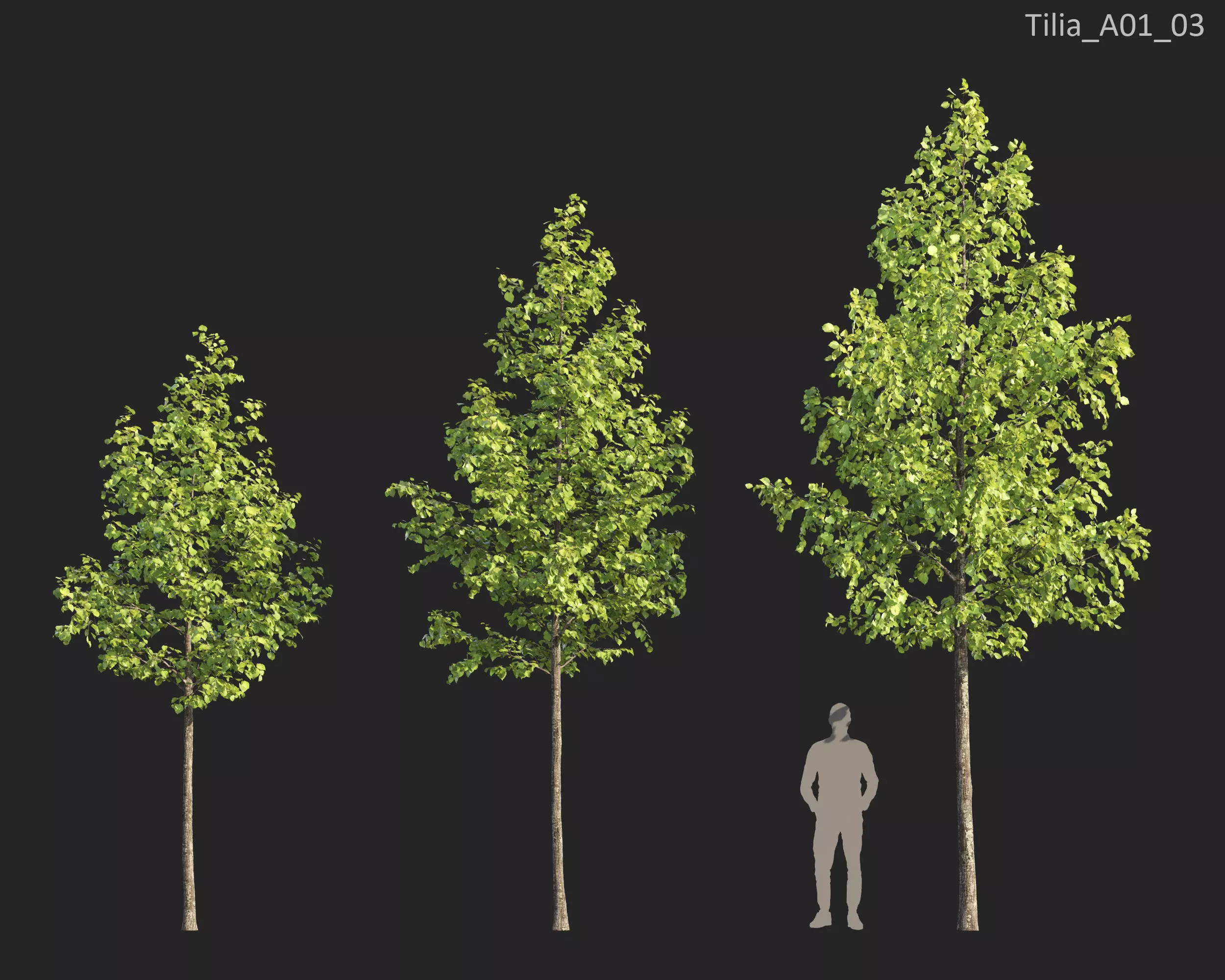 Plants Collection 1 3D model_21