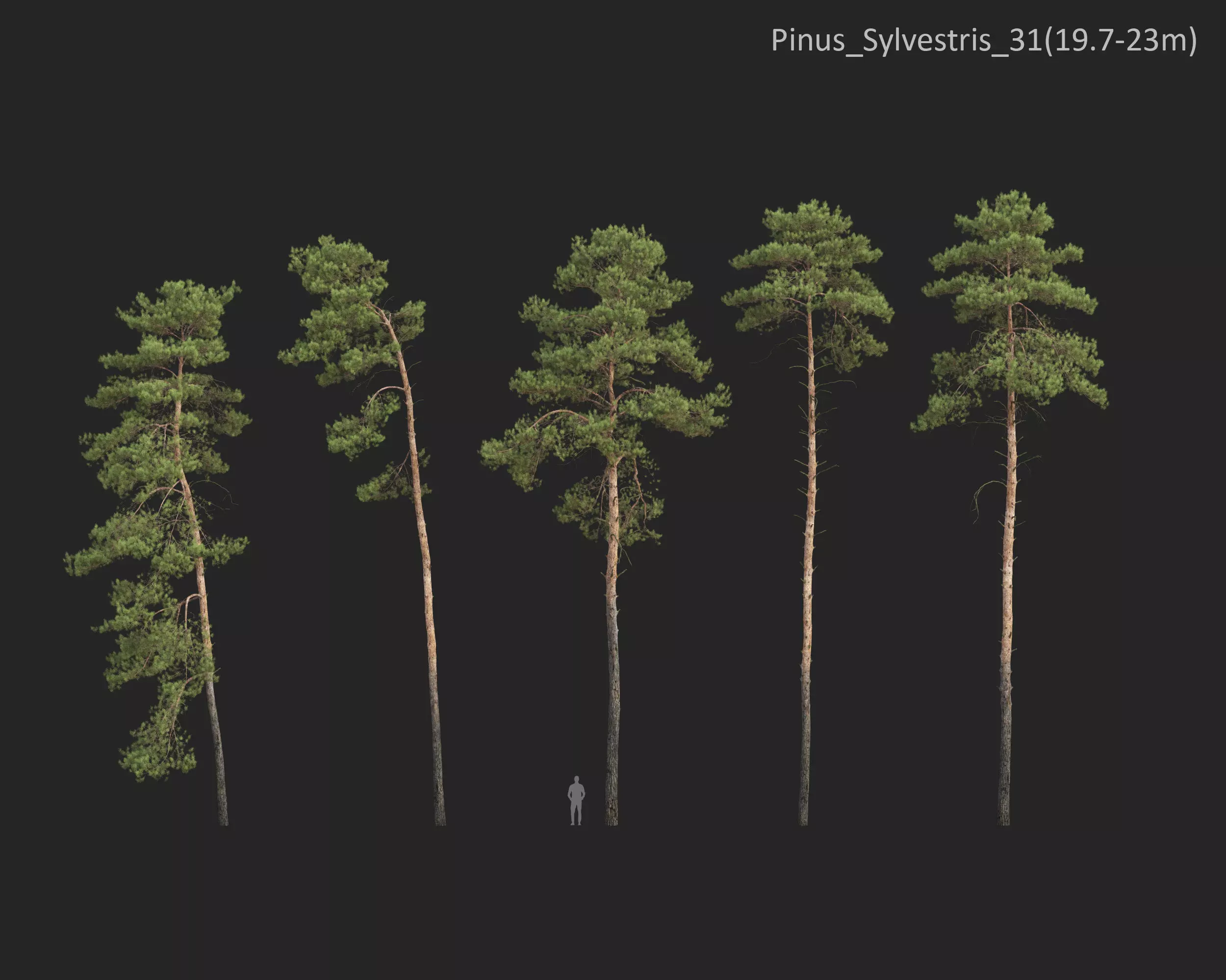 Plants Collection 1 3D model_31