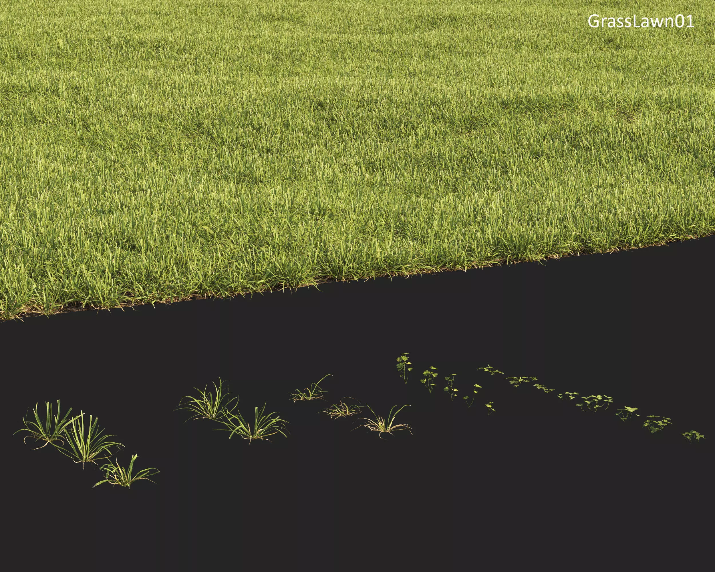 Plants Collection 1 3D model_24