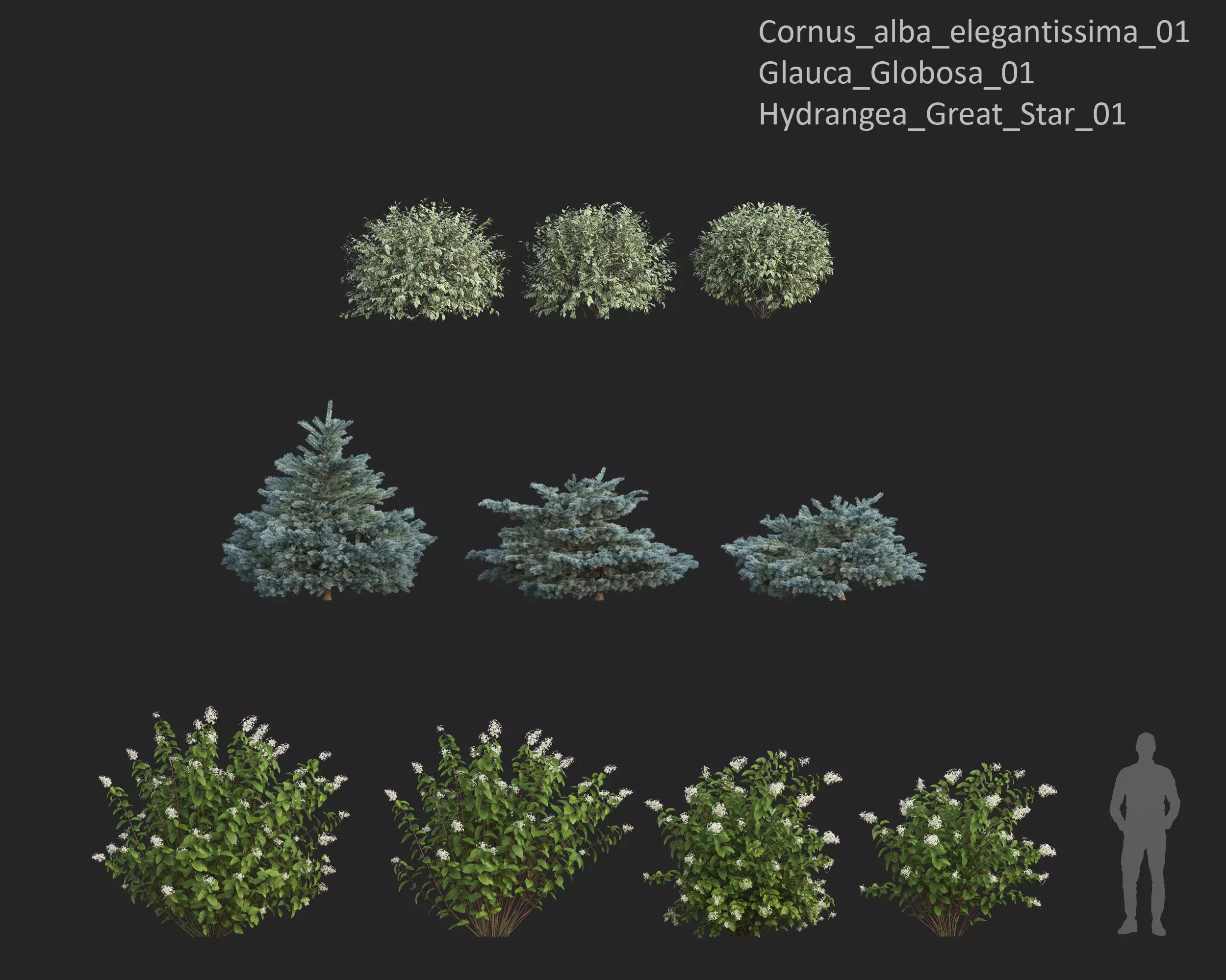 Plants Collection 1 3D model_13