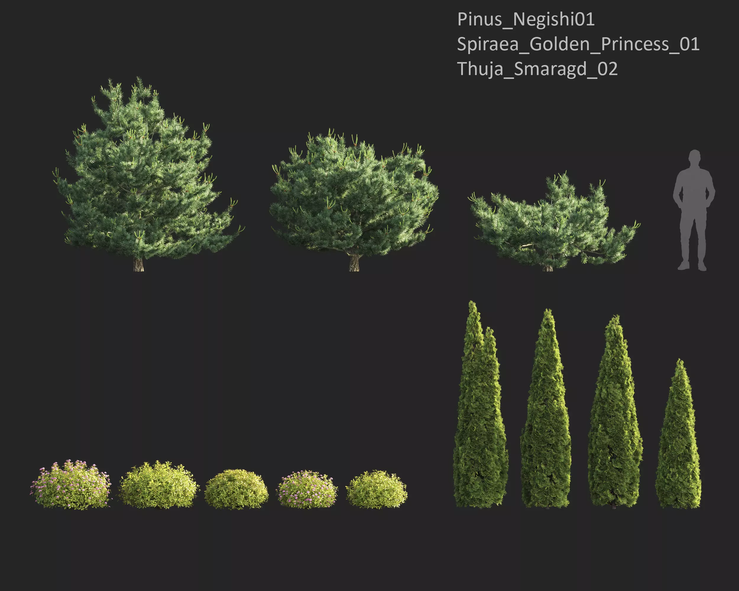 Plants Collection 1 3D model_18