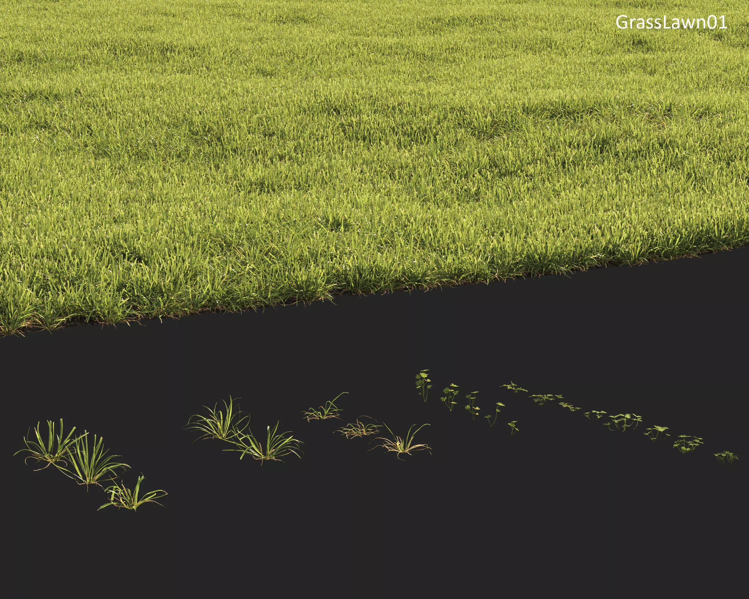 Plants Collection 1 3D model_23