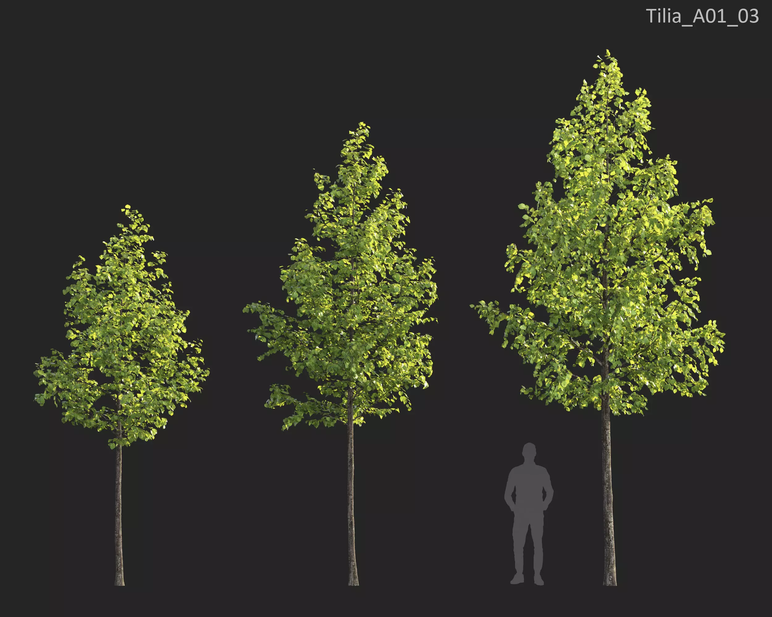 Plants Collection 1 3D model_20