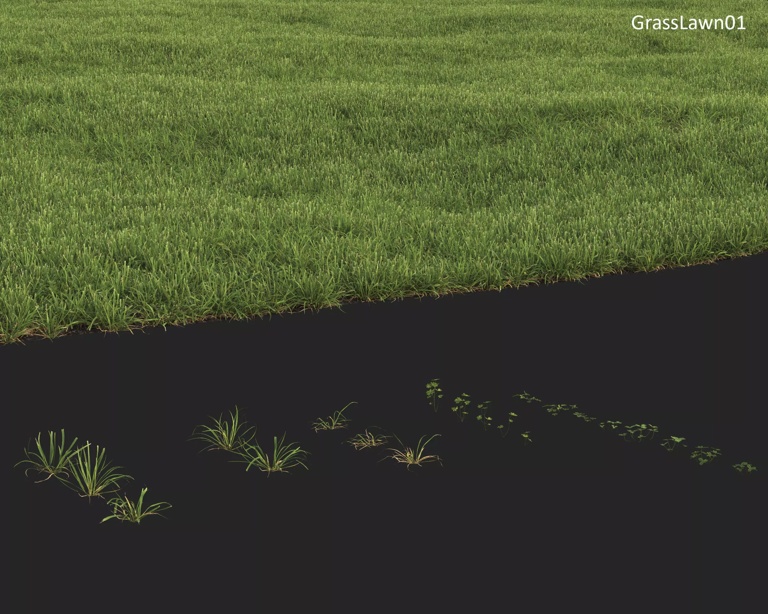 Plants Collection 1 3D model_25