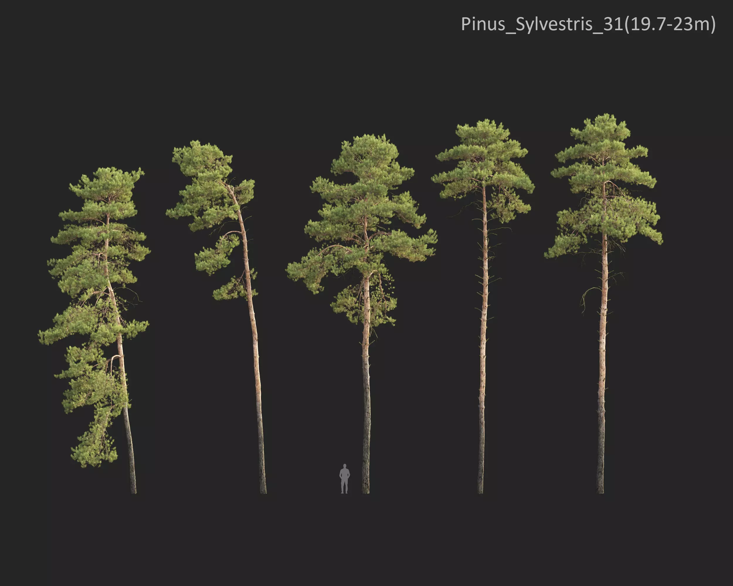 Plants Collection 1 3D model_29