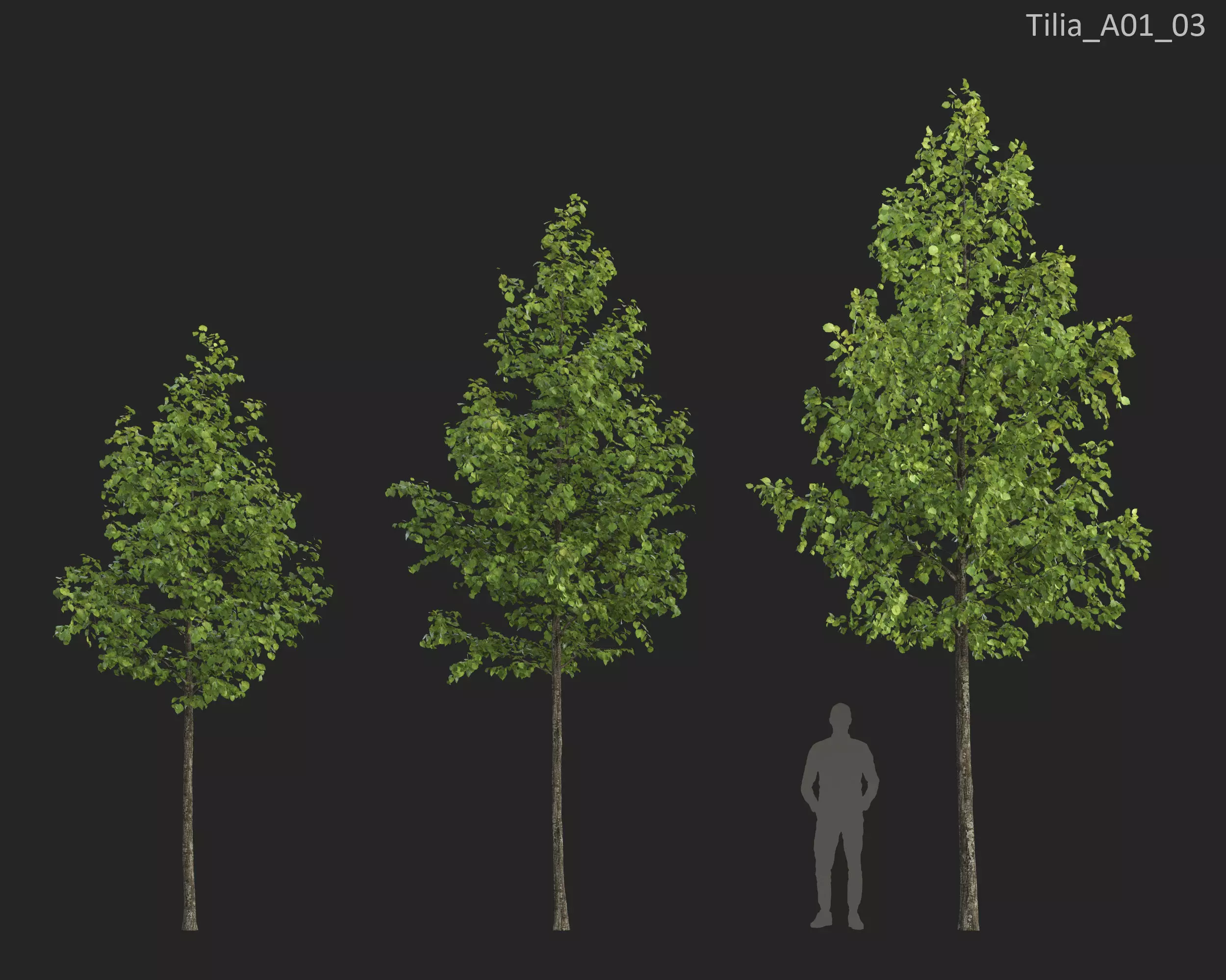 Plants Collection 1 3D model_22