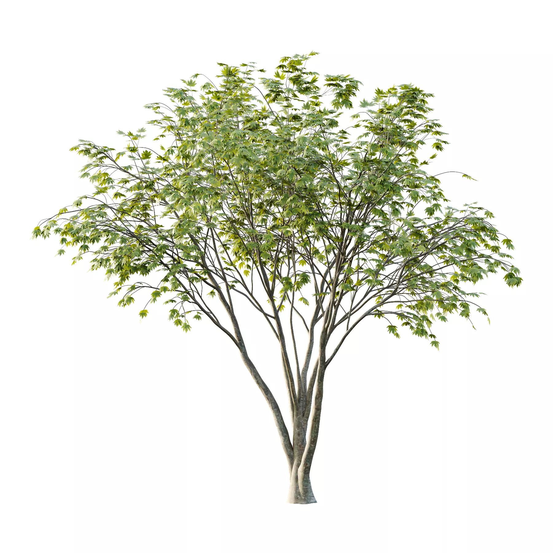Different Trees 34 3D model_2