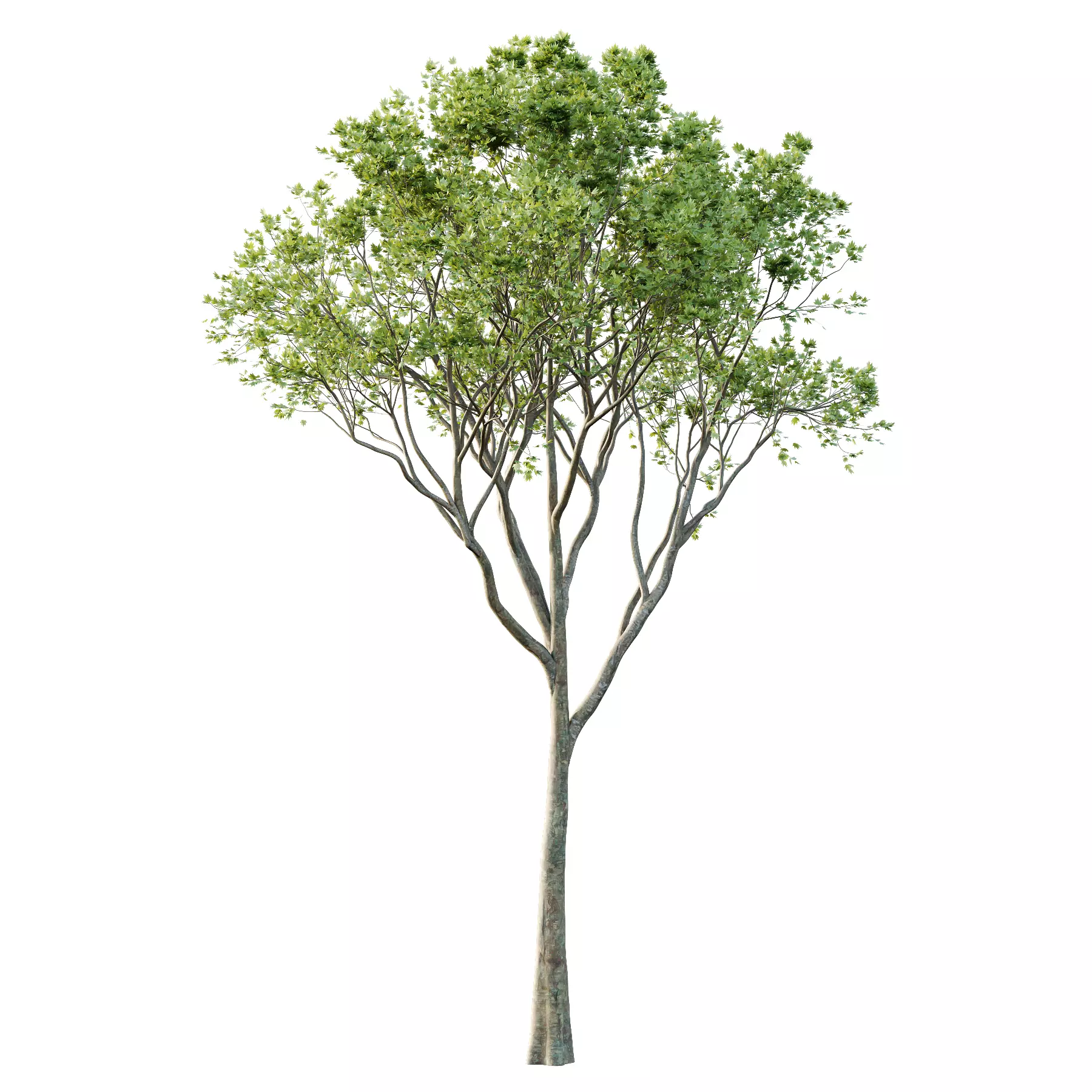 Different Trees 34 3D model_1