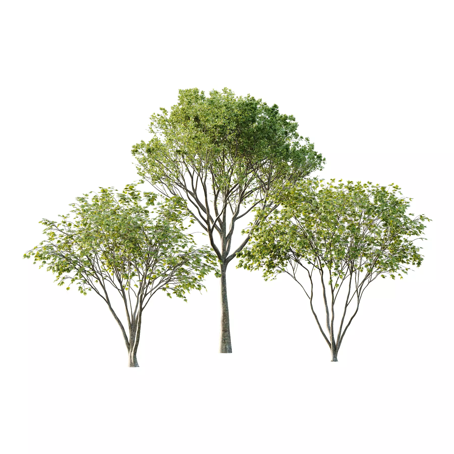 Different Trees 34 3D model_0