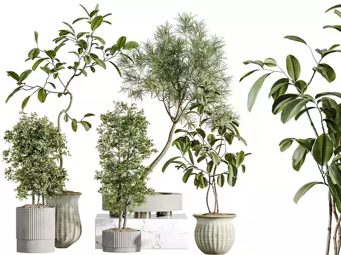 AV Indoor Plants Set 307  Olive and Ficus Marginata