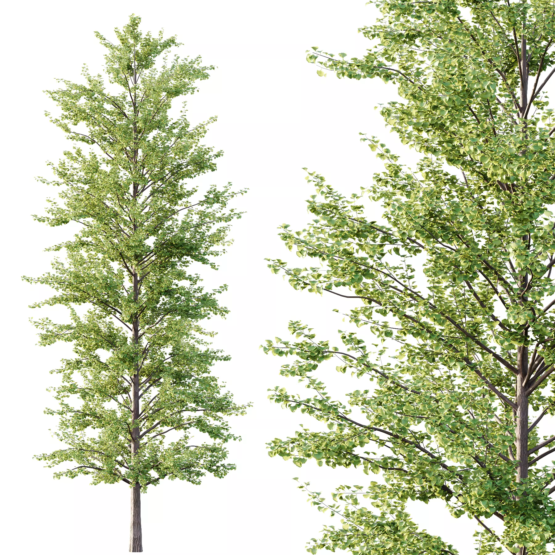Different Trees 39 3D model_1