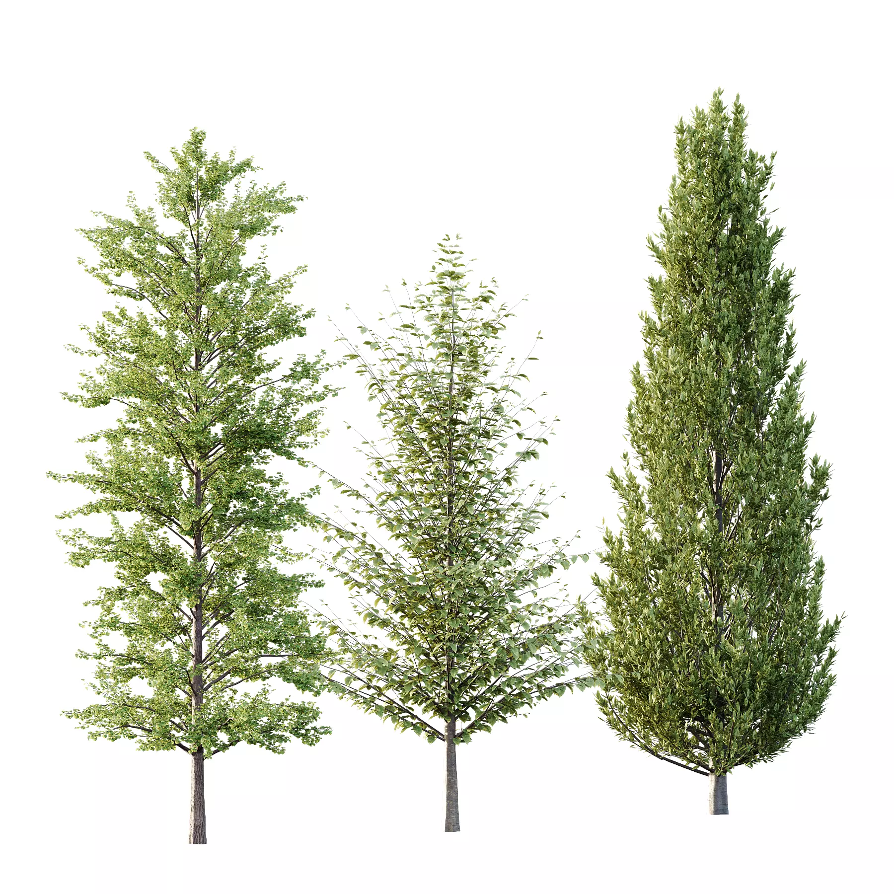 Different Trees 39 3D model_0