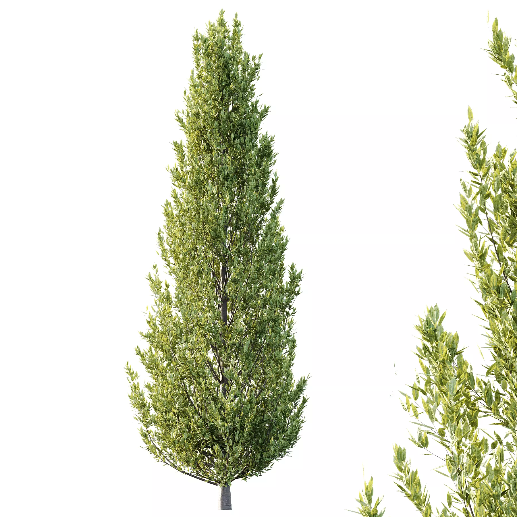 Different Trees 39 3D model_2