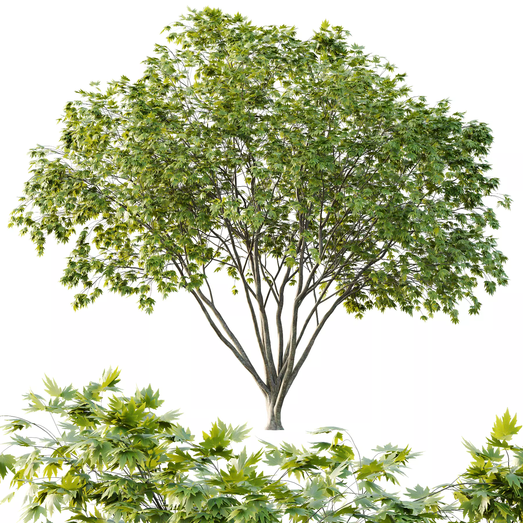 Different Trees 35 3D model_4