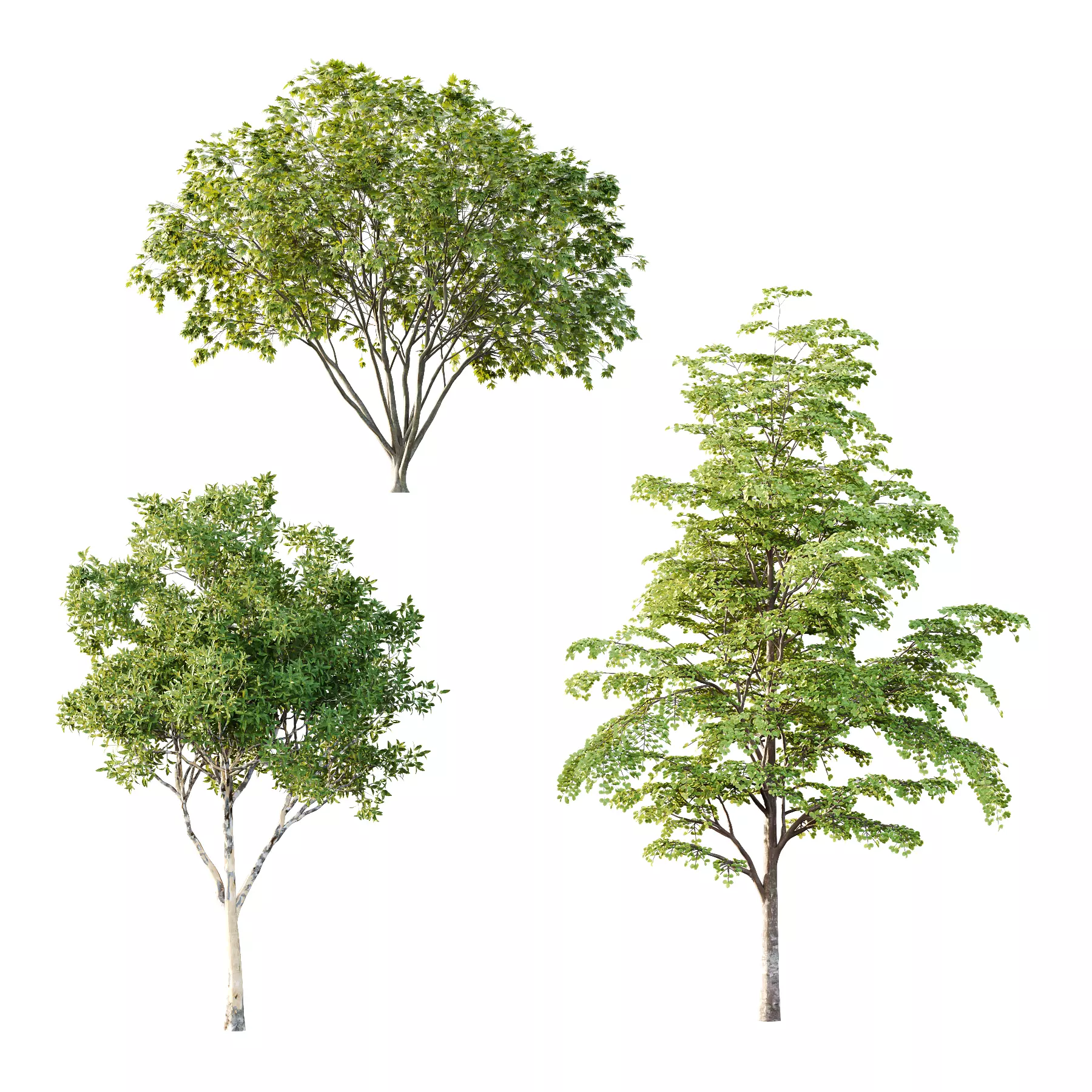 Different Trees 35 3D model_0