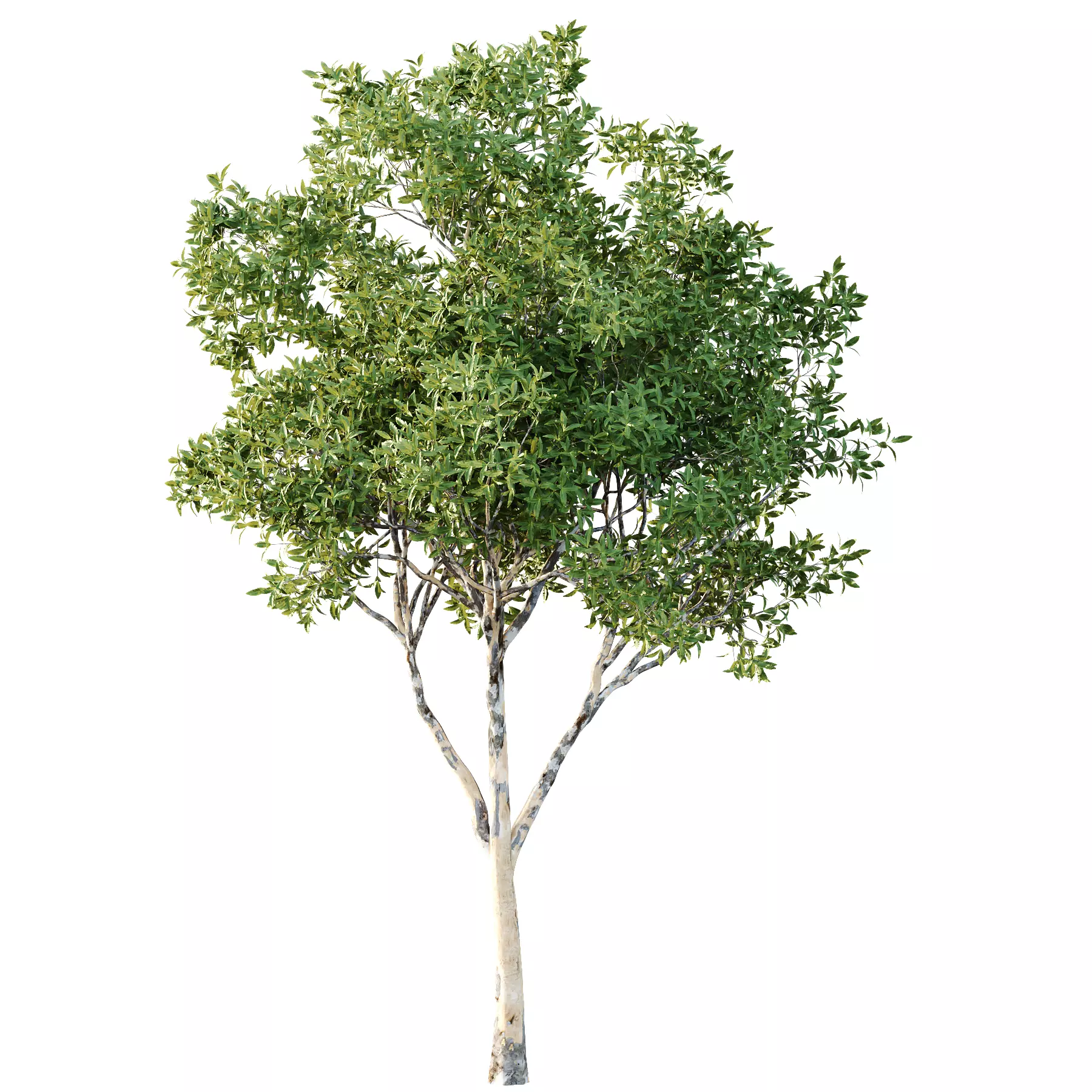 Different Trees 35 3D model_1