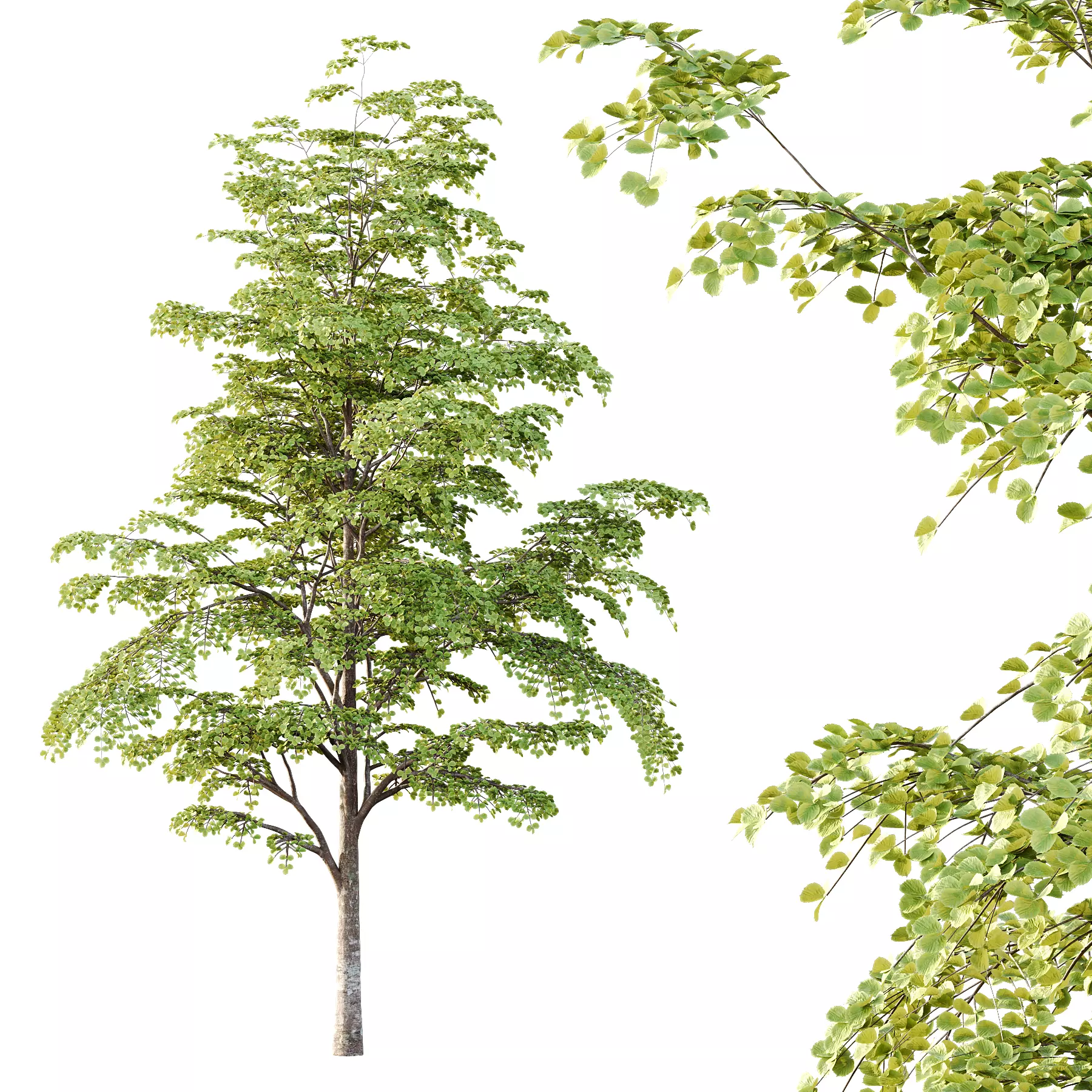 Different Trees 35 3D model_2
