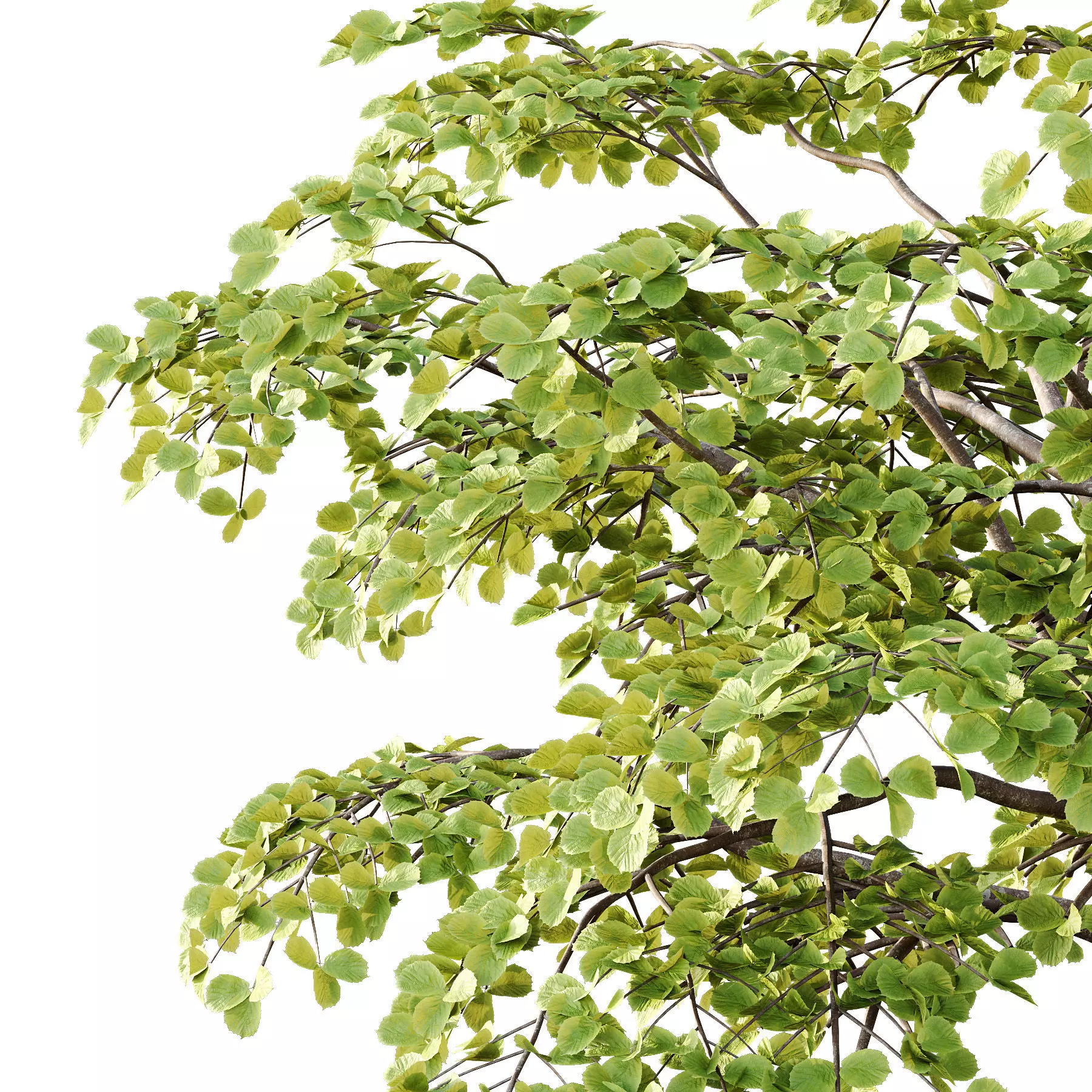 Different Trees 40 3D model_4