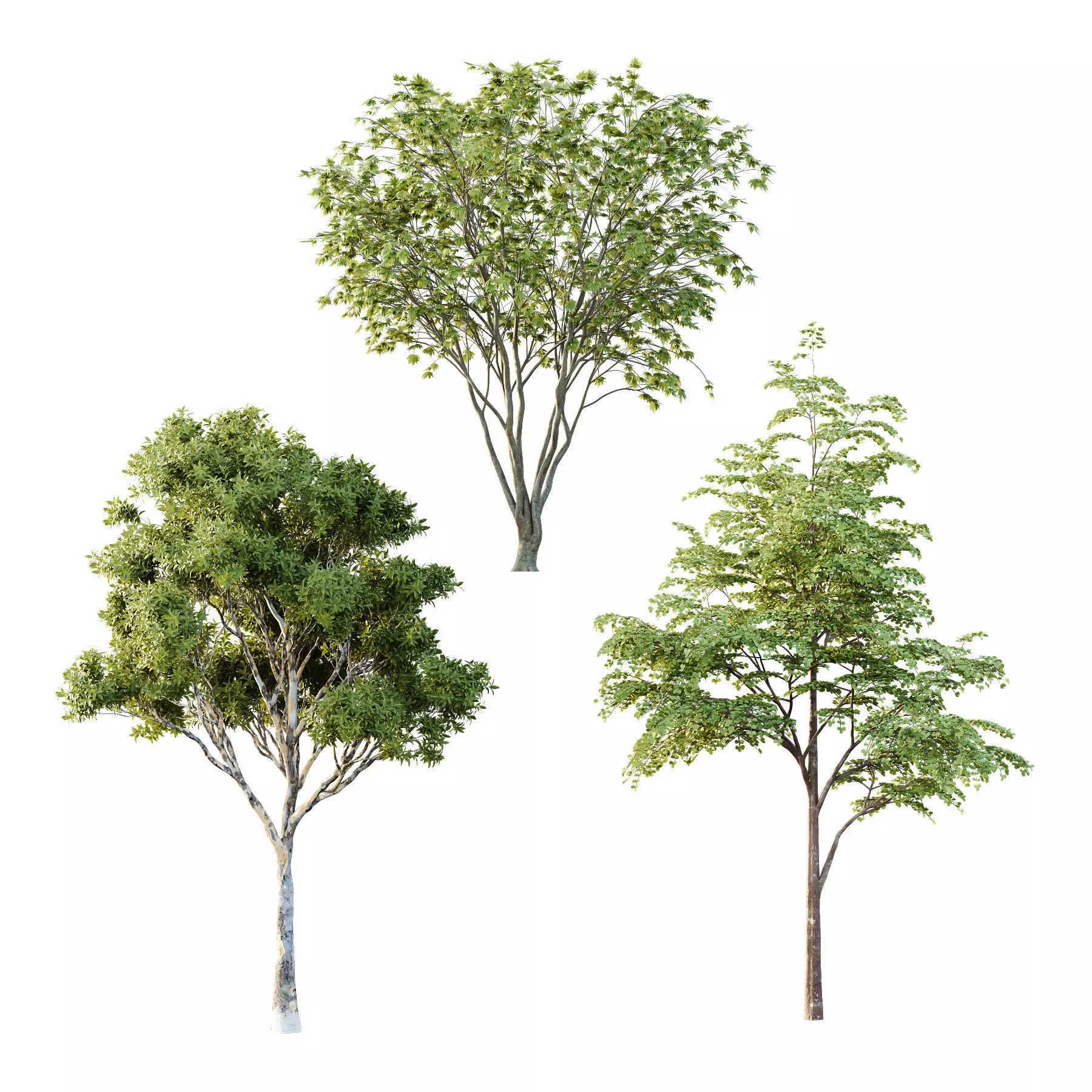 Different Trees 40 3D model_0