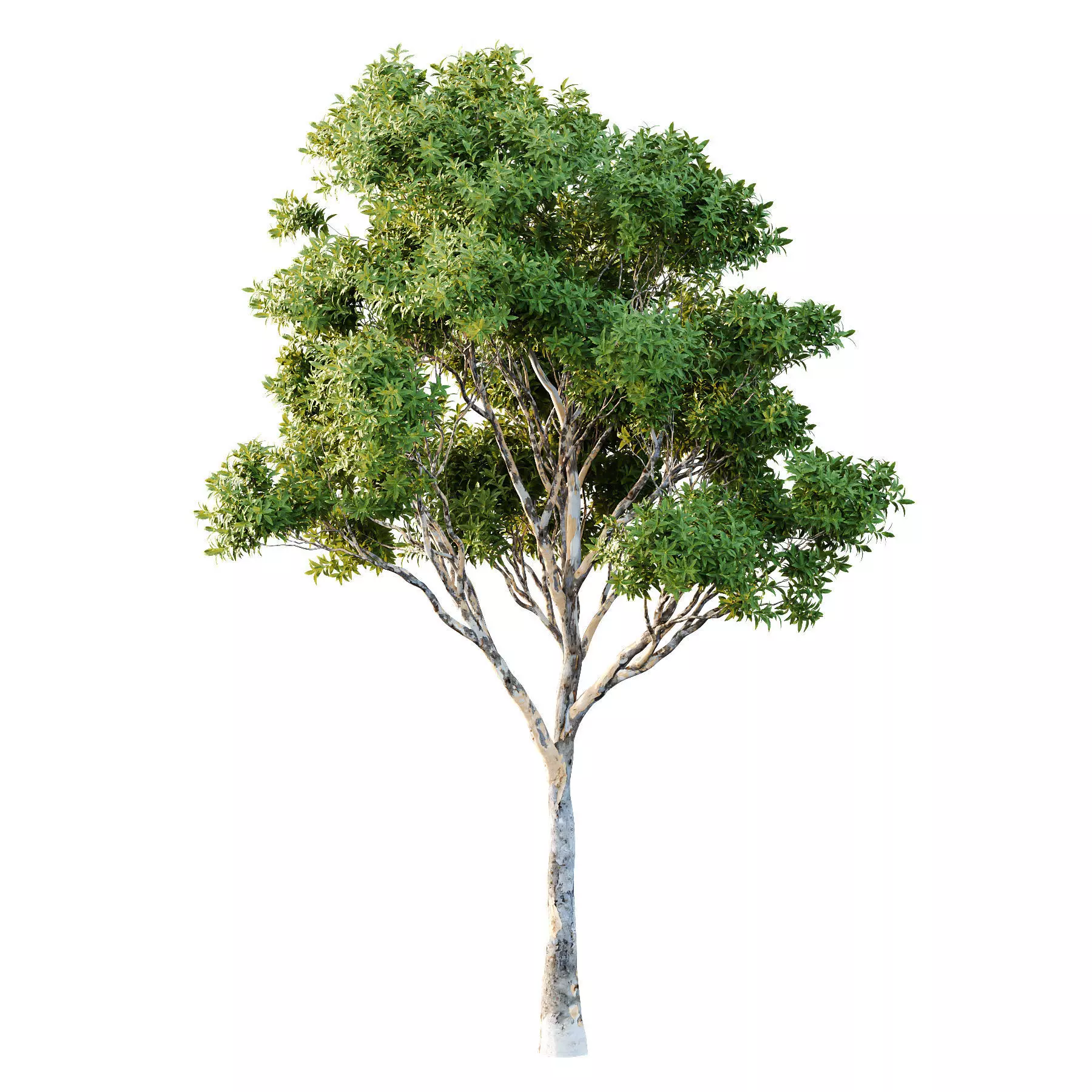 Different Trees 40 3D model_1