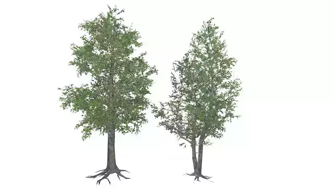 Garden Tree Low-poly 3D model