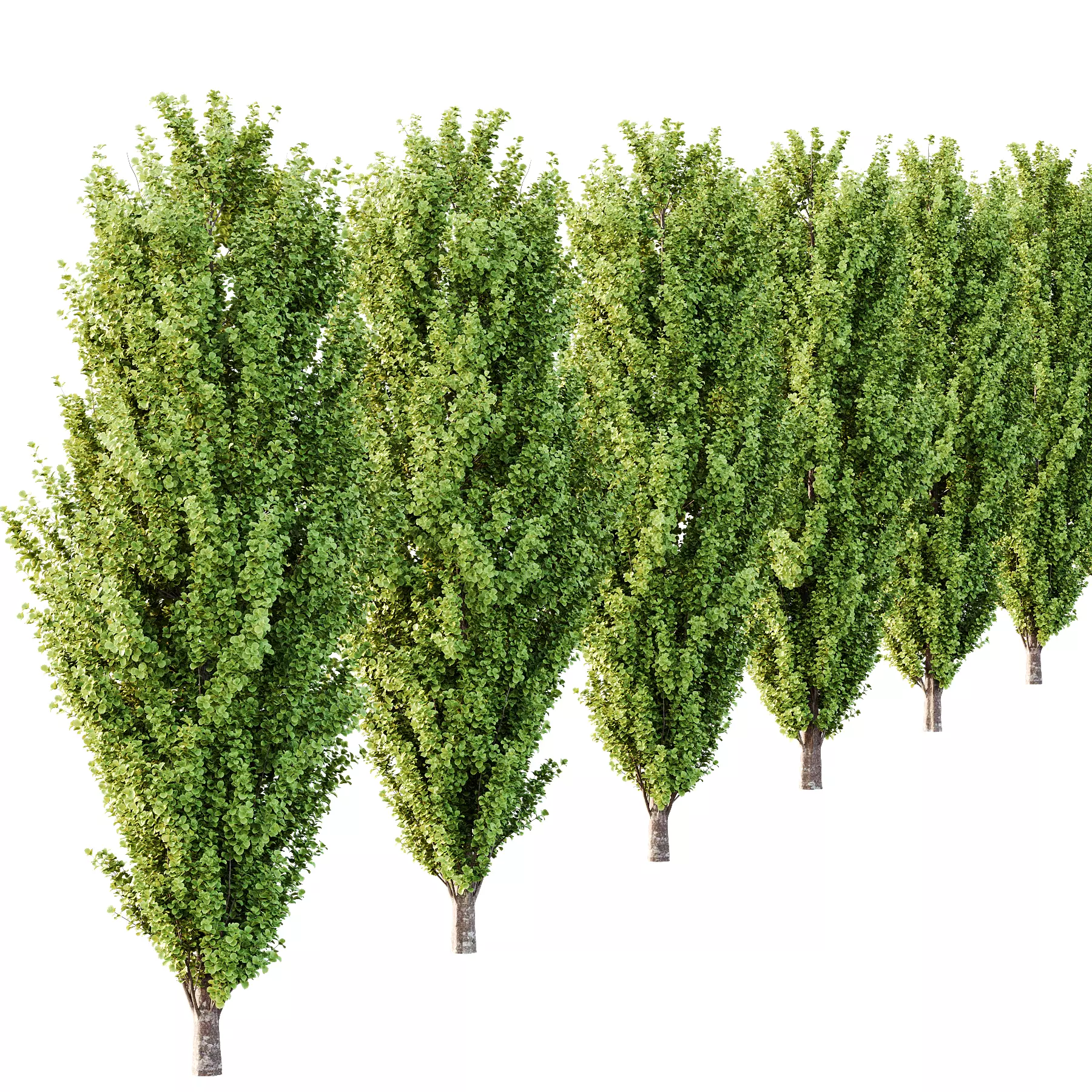 fagus sylvatica tree 15 3D model_2