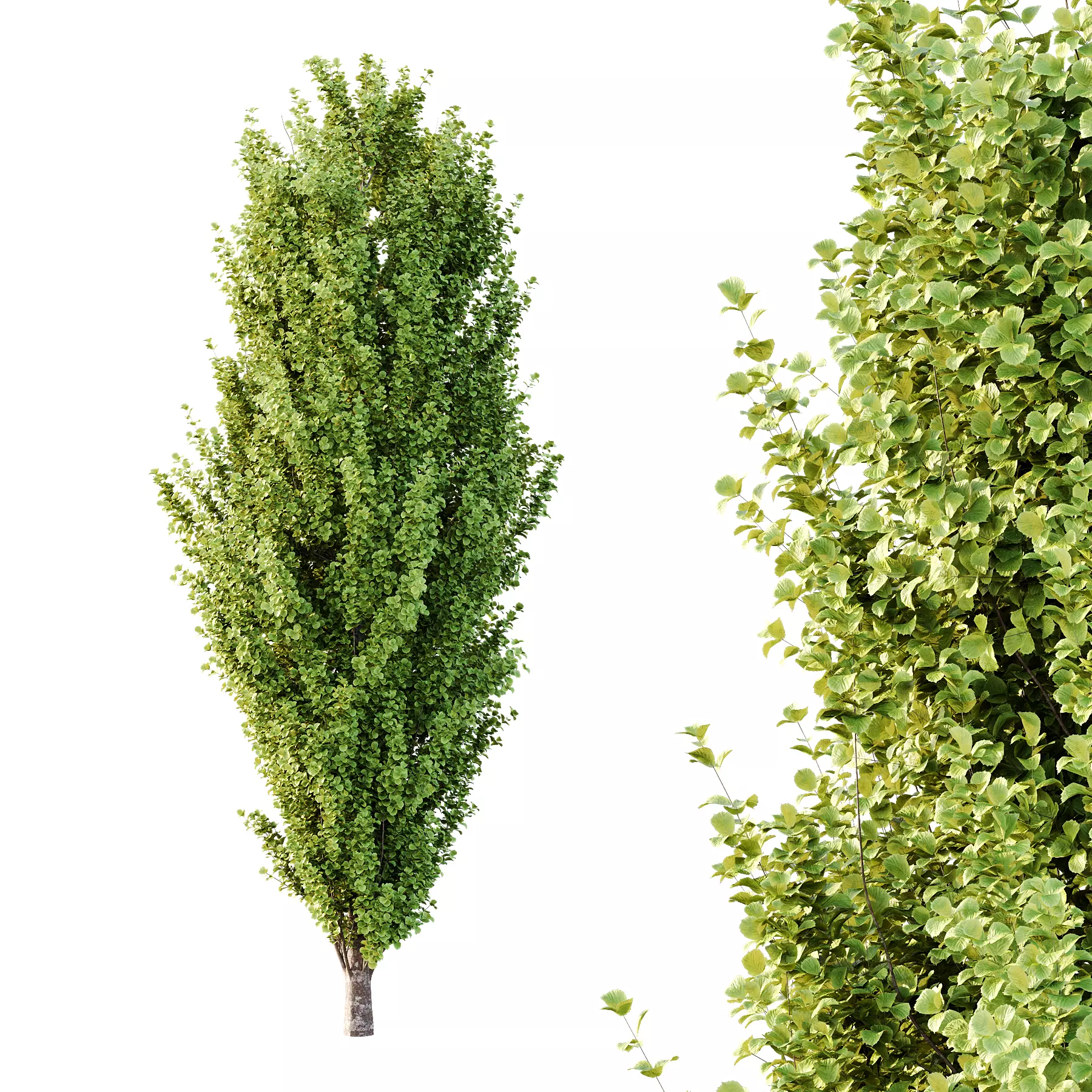 fagus sylvatica tree 15 3D model_1