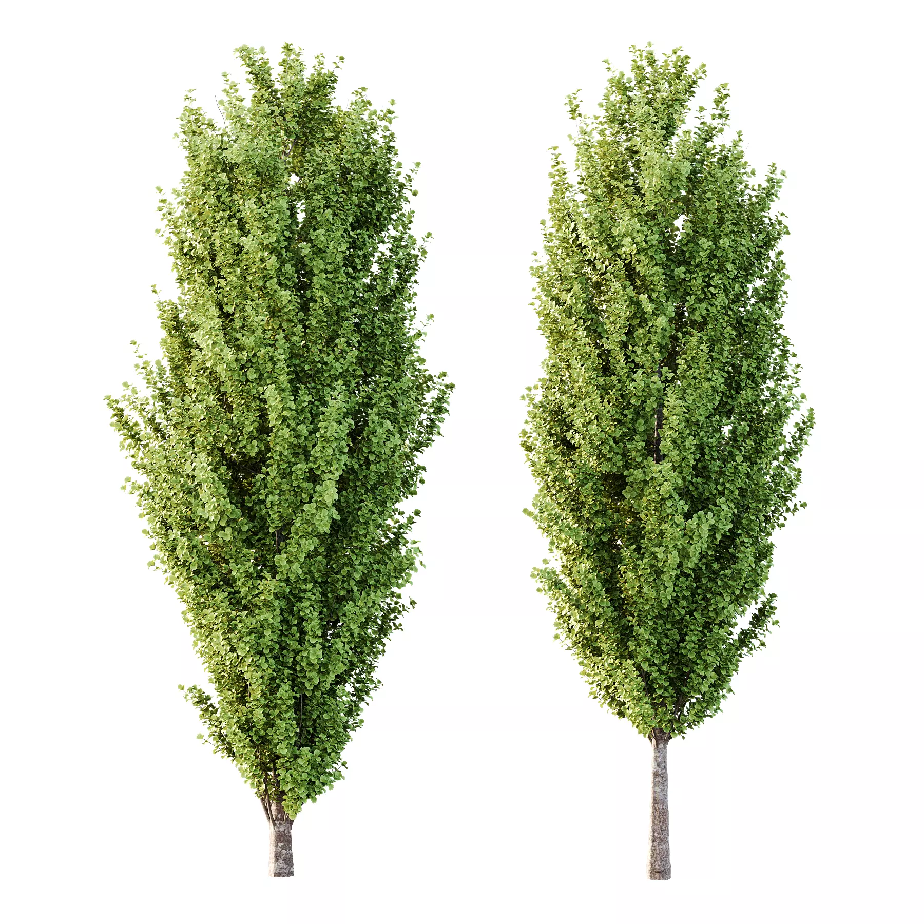 fagus sylvatica tree 15 3D model_0