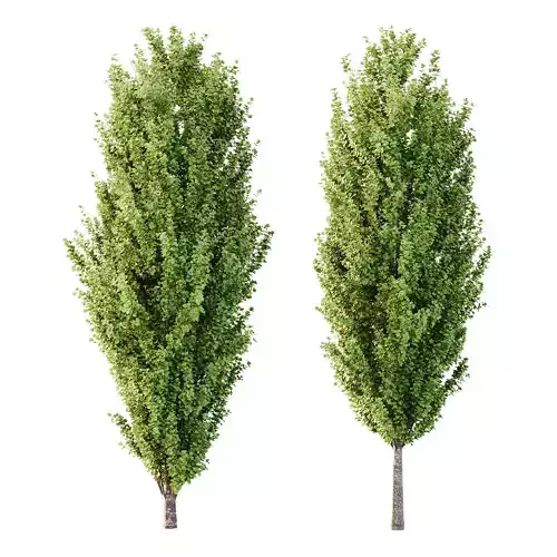 fagus sylvatica tree 15 3D model fagus sylvatica tree 15 3D model