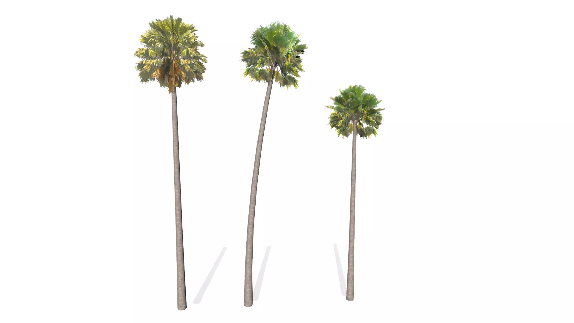 3 Palm Trees Pack Free low-poly 3D model