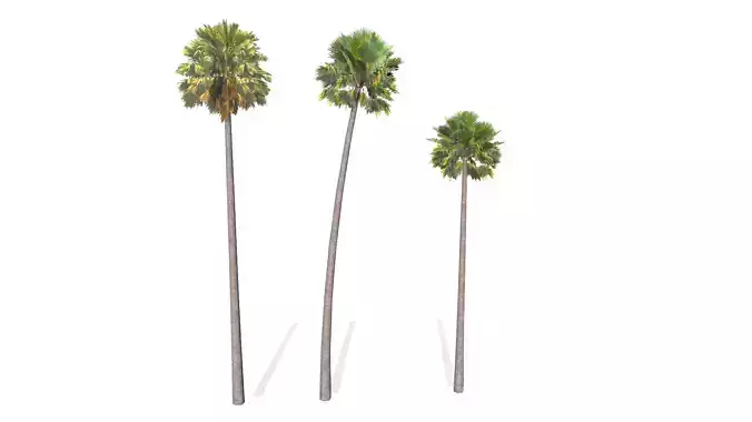3 Palm Trees Pack