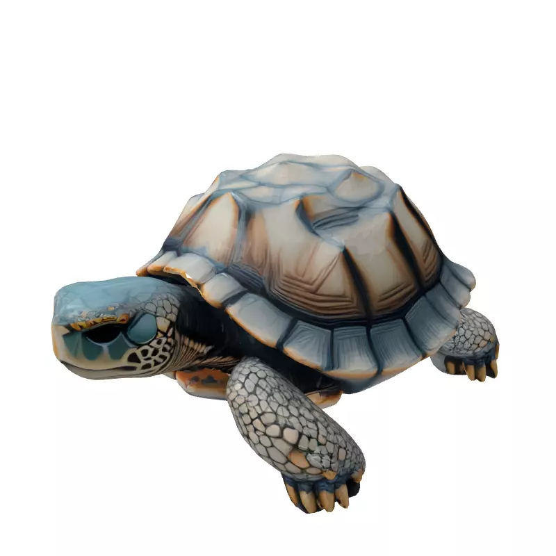 Realistic 3D Tortoise Model Low-poly 3D model_5