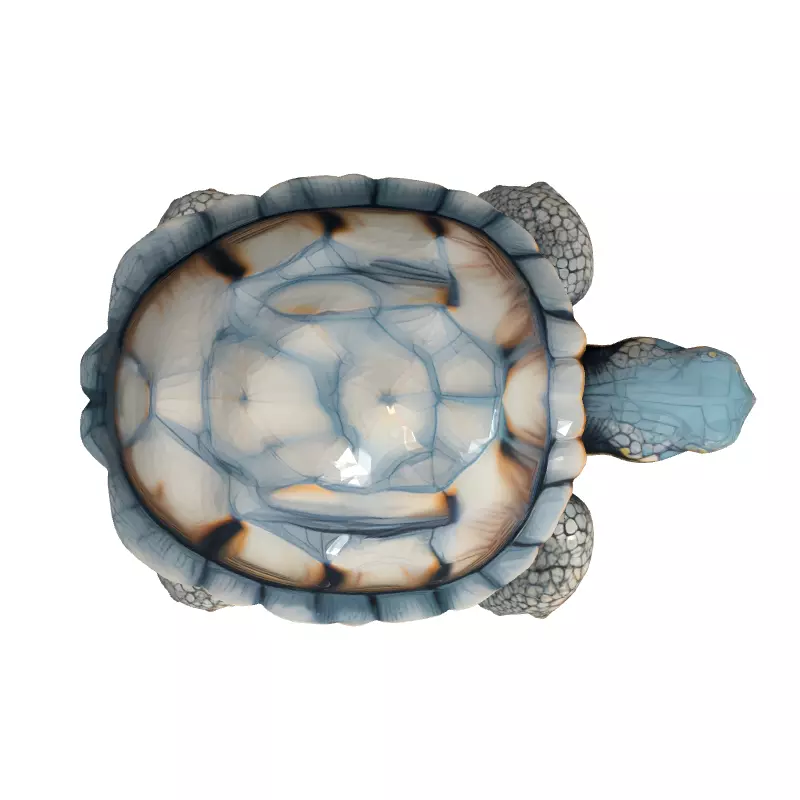 Realistic 3D Tortoise Model Low-poly 3D model_8