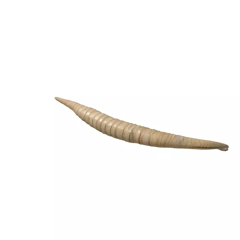 Realistic 3D Lituites Fossil Model Low-poly 3D model_5