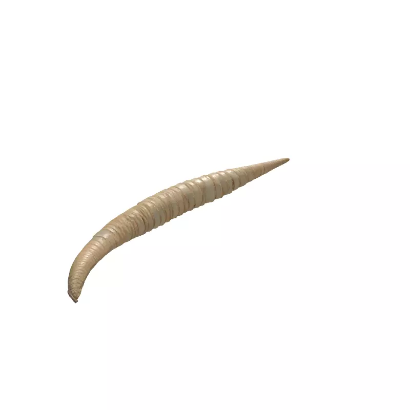 Realistic 3D Lituites Fossil Model Low-poly 3D model_6