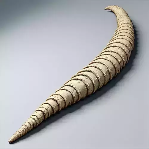 Realistic 3D Lituites Fossil Model