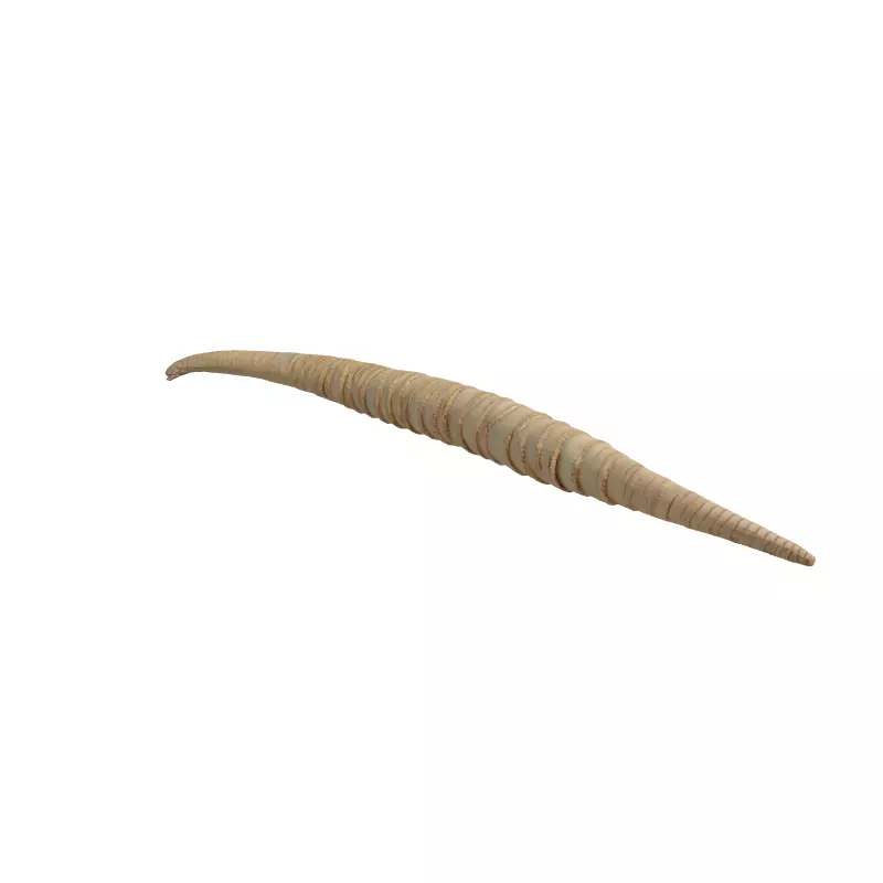 Realistic 3D Lituites Fossil Model Low-poly 3D model_3