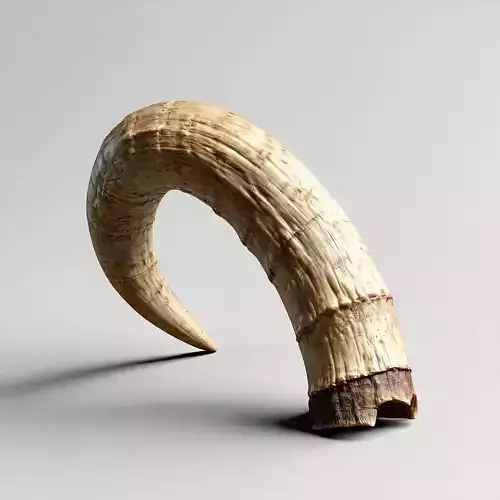 Realistic Ram Horn 3D Model Low-poly 3D model
