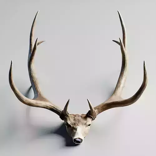 Realistic Deer Head Mount 3D Model