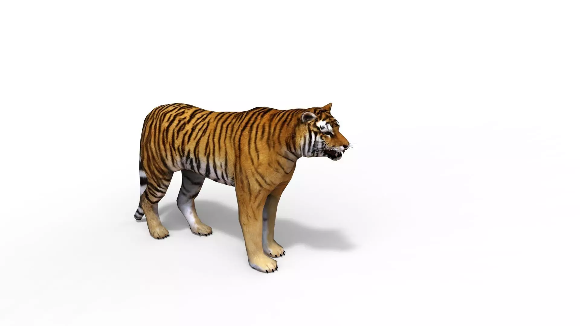 Animated Tiger Low-poly 3D model_1